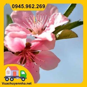 Nên và không nên làm gì trong ngày lập xuân